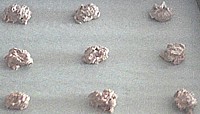 Sesame cookies are ready for baking